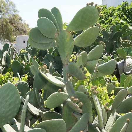 Dom wakacyjny Aloni Ano Mera