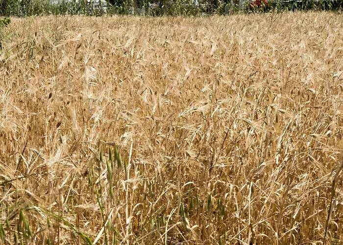 Aloni Σπίτι διακοπών *