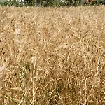 Aloni Σπίτι διακοπών *