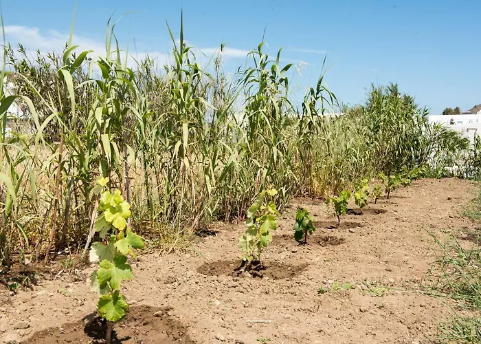 Aloni * Ано Мера